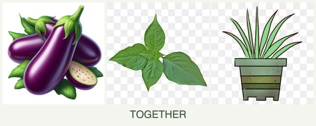 Can you plant eggplant, basil and lemongrass together?