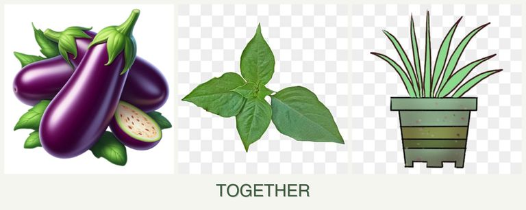 Can you plant eggplant, basil and lemongrass together?