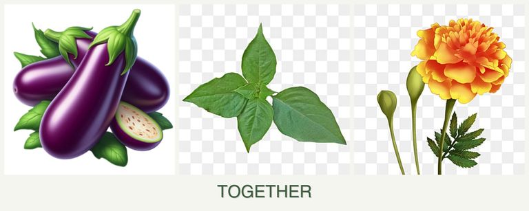 Can you plant eggplant, basil and marigolds together?