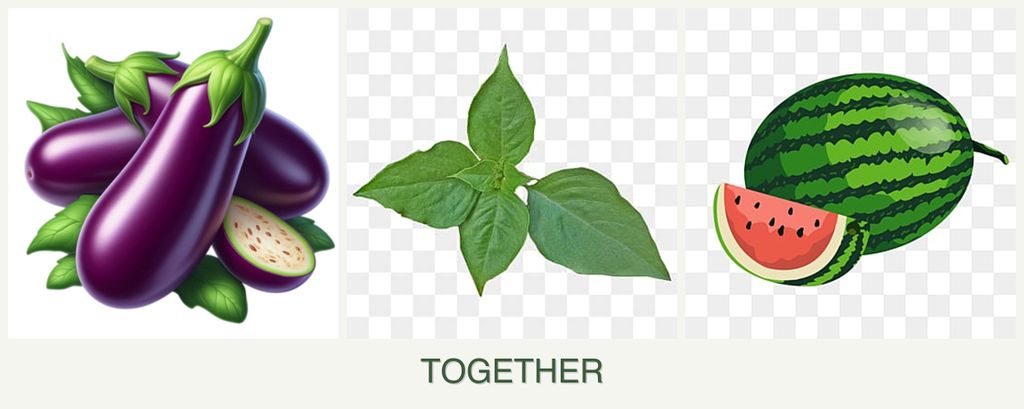 Can you plant eggplant, basil and melons together?