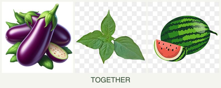 Can you plant eggplant, basil and melons together?