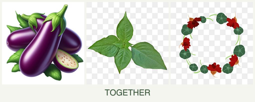 Can you plant eggplant, basil and nasturtiums together?
