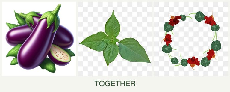 Can you plant eggplant, basil and nasturtiums together?