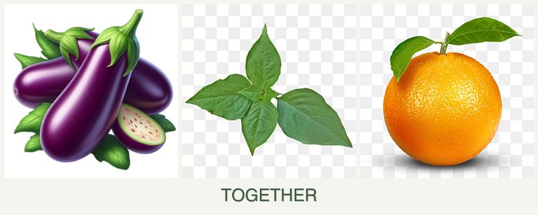 Can you plant eggplant, basil and oranges together?