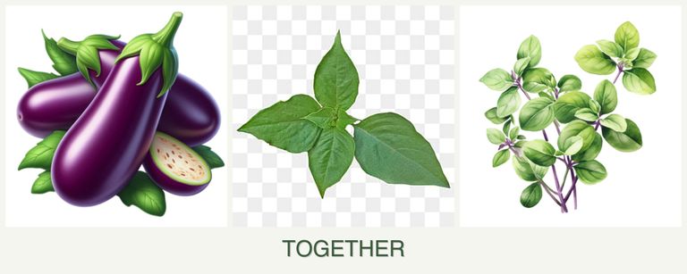 Can you plant eggplant, basil and oregano together?