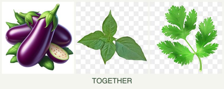 Can you plant eggplant, basil and parsley together?