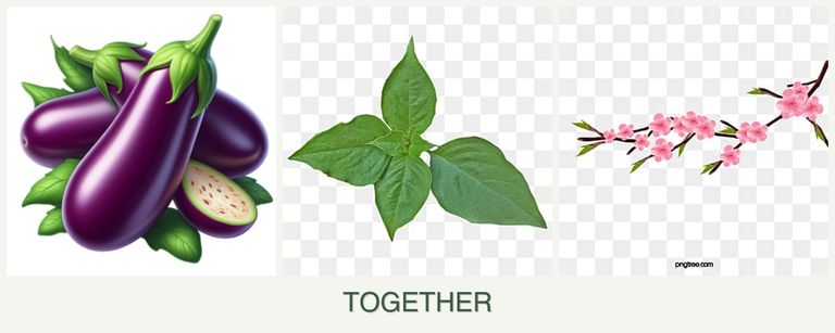 Can you plant eggplant, basil and peaches together?