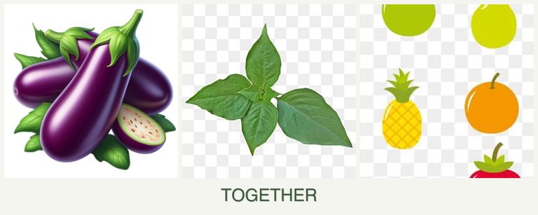 Can you plant eggplant, basil and pears together?