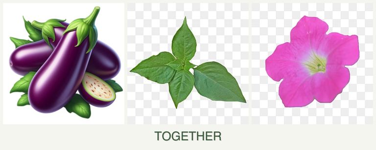 Can you plant eggplant, basil and petunias together?
