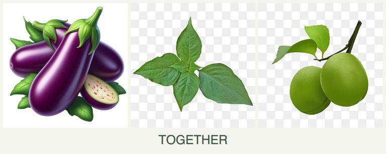 Can you plant eggplant, basil and plums together?