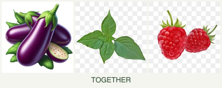 Can you plant eggplant, basil and raspberries together?