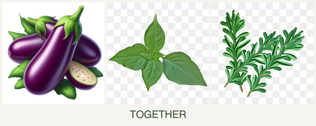 Can you plant eggplant, basil and rosemary together?