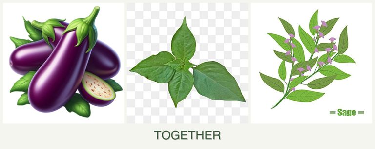 Can you plant eggplant, basil and sage together?
