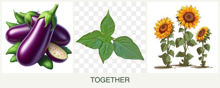 Can you plant eggplant, basil and sunflowers together?