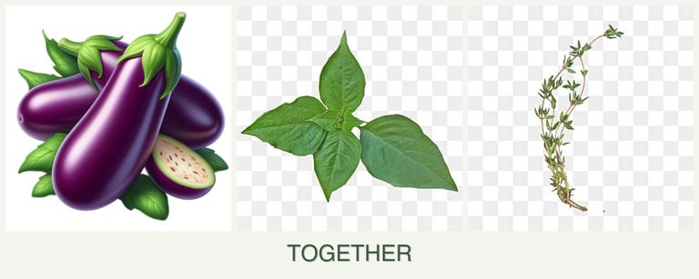 Can you plant eggplant, basil and thyme together?