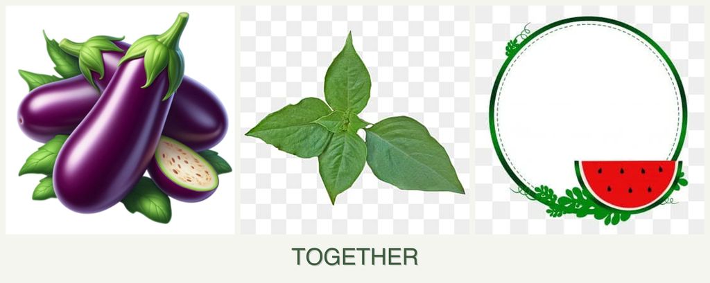 Can you plant eggplant, basil and watermelons together?