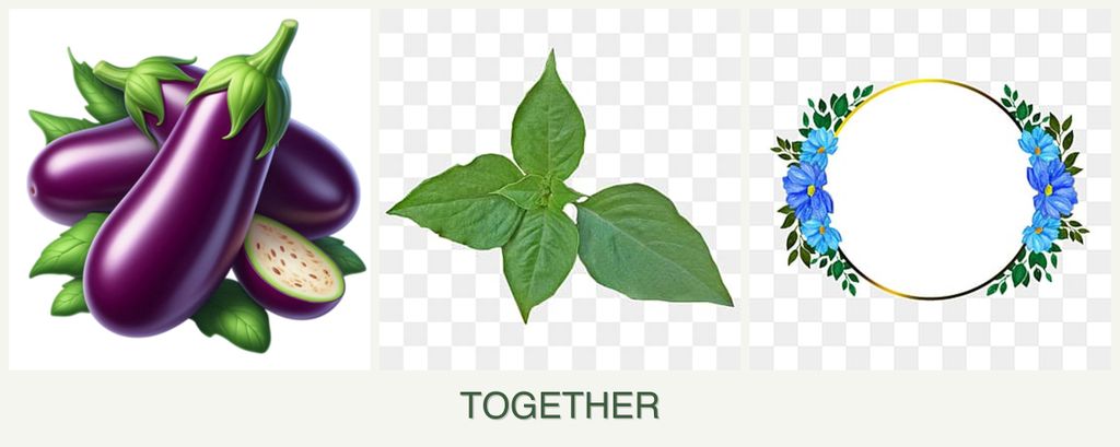Can you plant eggplant, basil and zinnias together?