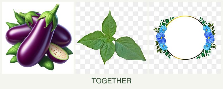 Can you plant eggplant, basil and zinnias together?