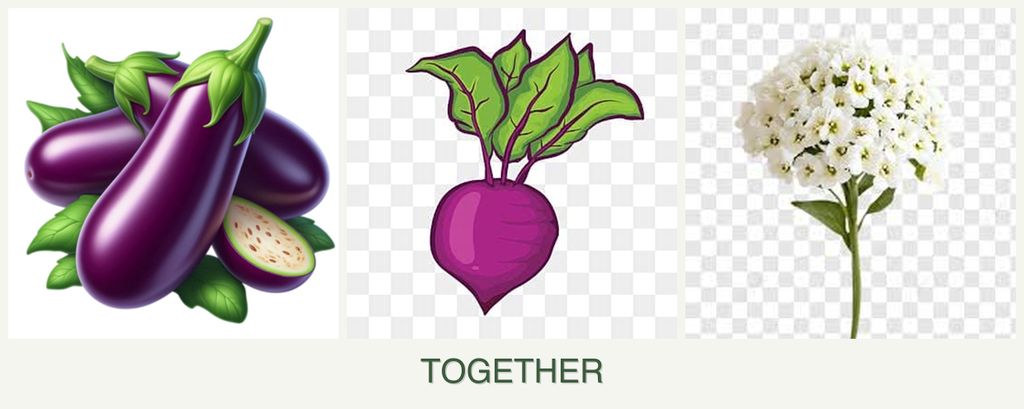 Can you plant eggplant, beets and alyssum together?