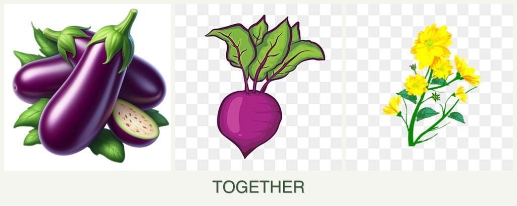 Can you plant eggplant, beets and calendula together?