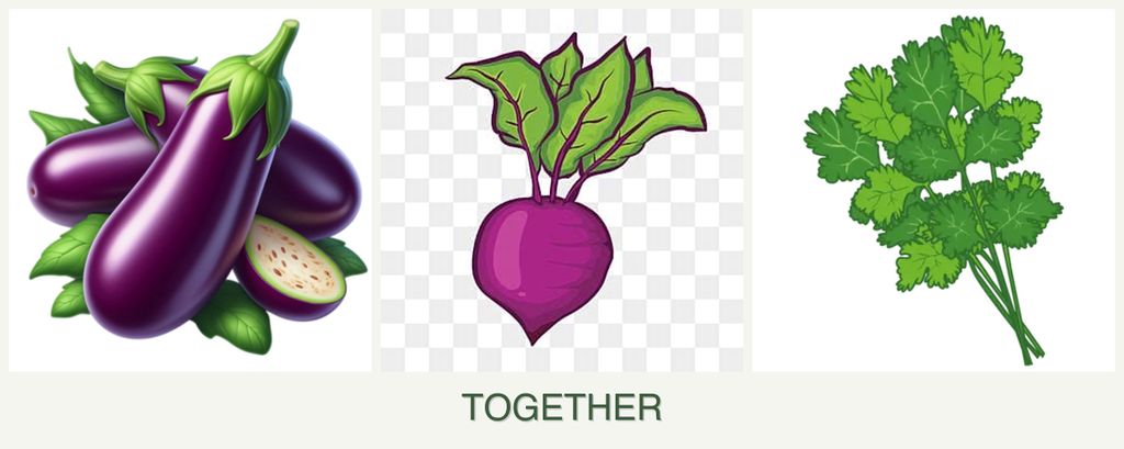 Can you plant eggplant, beets and cilantro together?