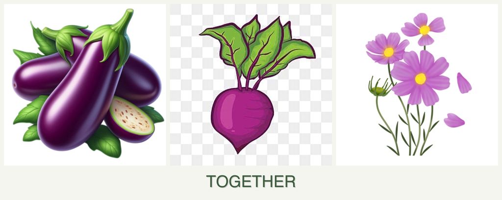 Can you plant eggplant, beets and cosmos together?
