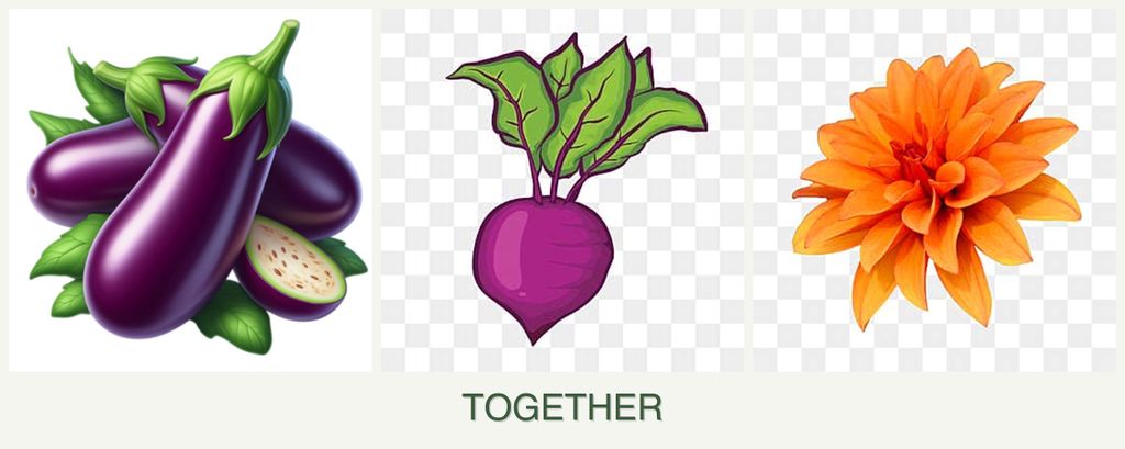 Can you plant eggplant, beets and dahlias together?