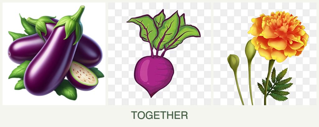 Can you plant eggplant, beets and marigolds together?