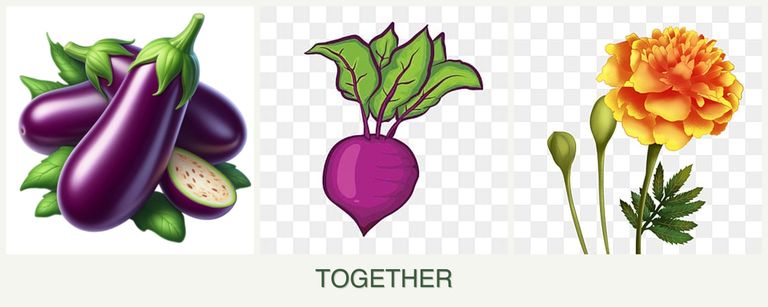 Can you plant eggplant, beets and marigolds together?