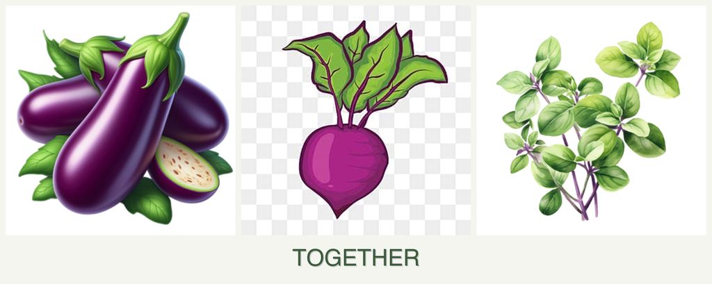 Can you plant eggplant, beets and oregano together?