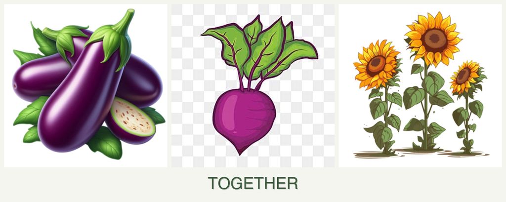 Can you plant eggplant, beets and sunflowers together?
