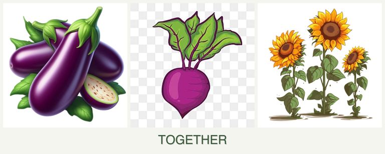 Can you plant eggplant, beets and sunflowers together?
