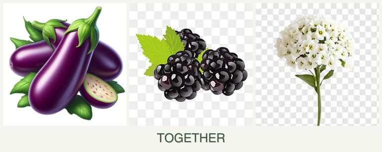 Can you plant eggplant, blackberries and alyssum together?
