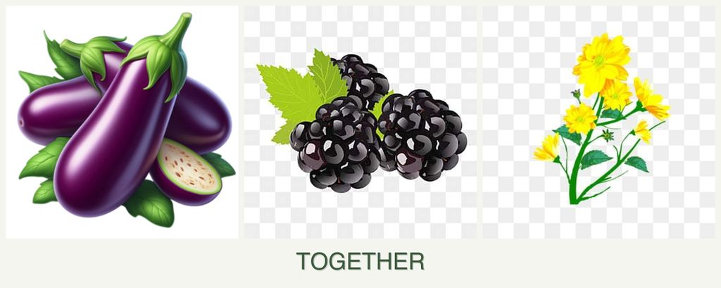 Can you plant eggplant, blackberries and calendula together?