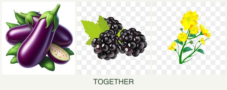 Can you plant eggplant, blackberries and calendula together?