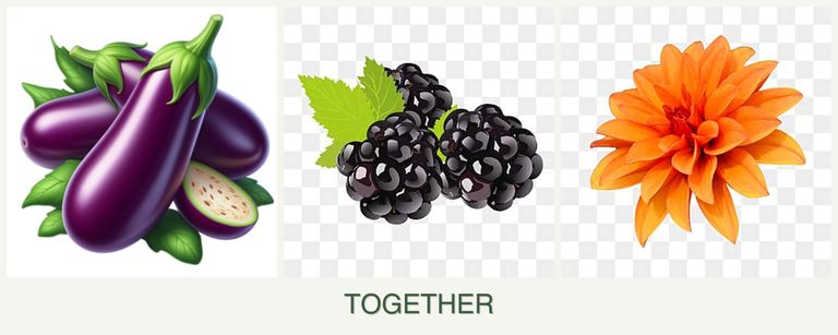 Can you plant eggplant, blackberries and dahlias together?