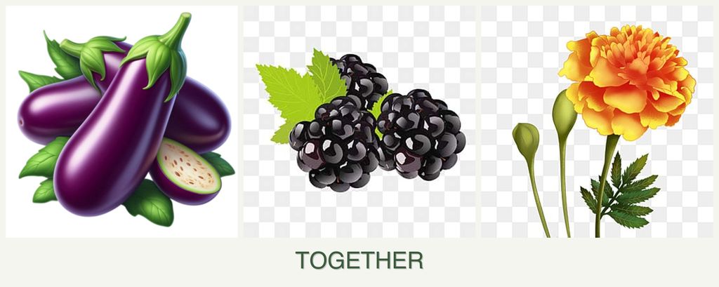 Can you plant eggplant, blackberries and marigolds together?