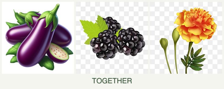Can you plant eggplant, blackberries and marigolds together?