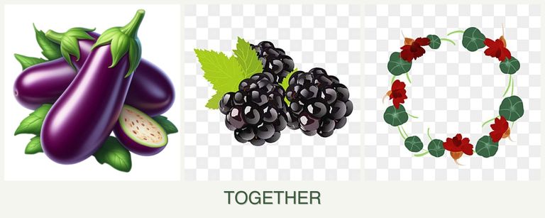 Can you plant eggplant, blackberries and nasturtiums together?