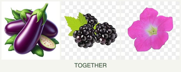 Can you plant eggplant, blackberries and petunias together?