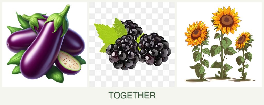 Can you plant eggplant, blackberries and sunflowers together?