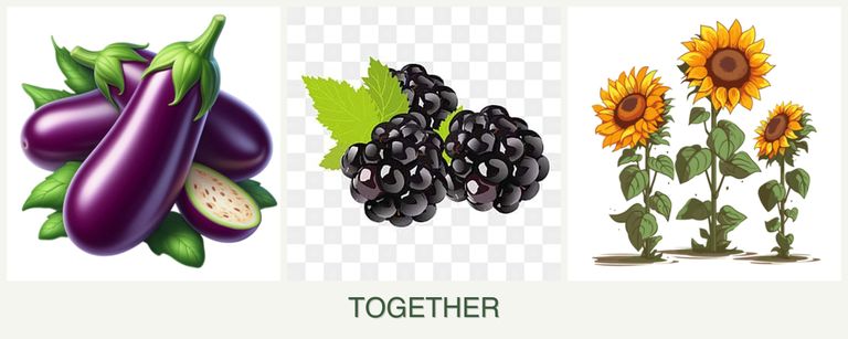 Can you plant eggplant, blackberries and sunflowers together?