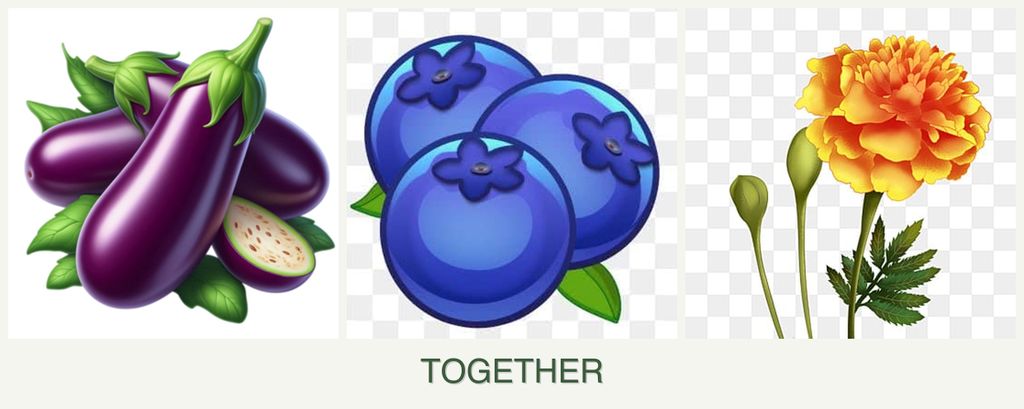 Can you plant eggplant, blueberries and marigolds together?