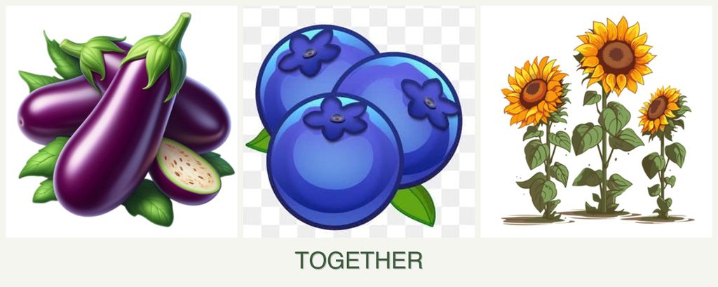 Can you plant eggplant, blueberries and sunflowers together?