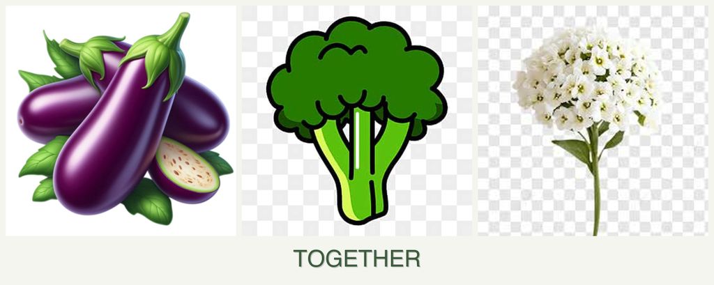 Can you plant eggplant, broccoli and alyssum together?