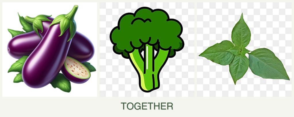 Can you plant eggplant, broccoli and basil together?