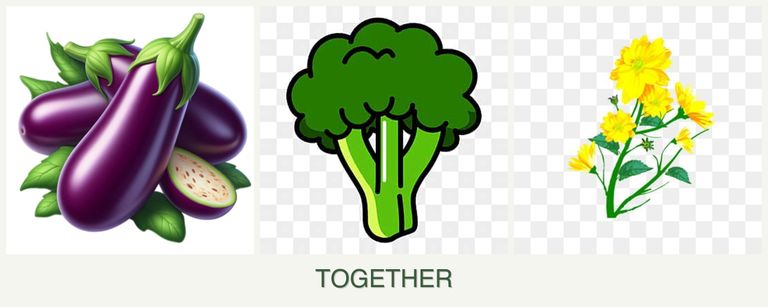 Can you plant eggplant, broccoli and calendula together?