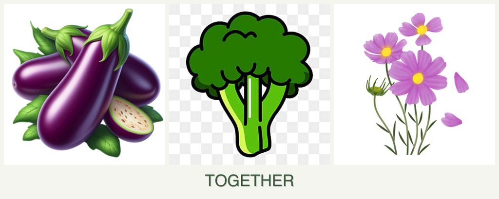 Can you plant eggplant, broccoli and cosmos together?