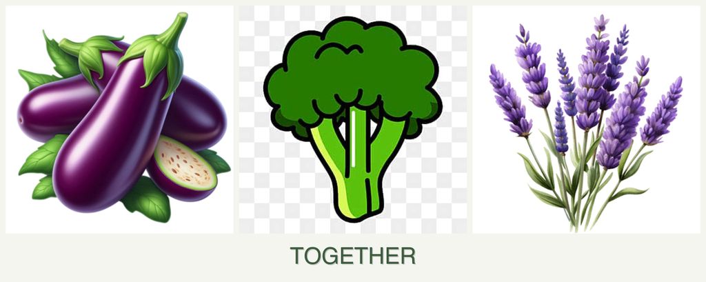 Can you plant eggplant, broccoli and lavender together?