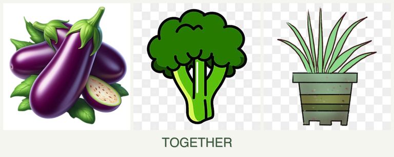 Can you plant eggplant, broccoli and lemongrass together?